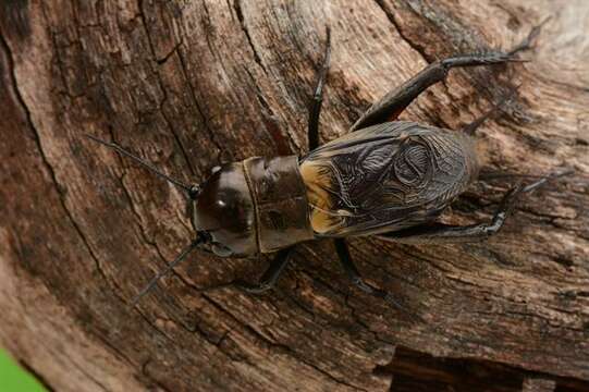 Image of Field Crickets