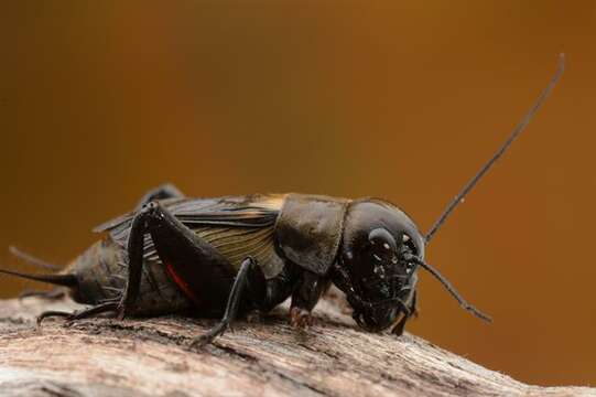 Image of Field Crickets