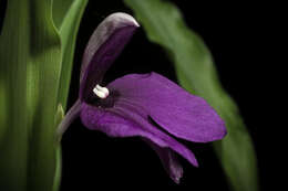 Image of Roscoea schneideriana (Loes.) Cowley