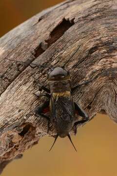 Image of Field Crickets