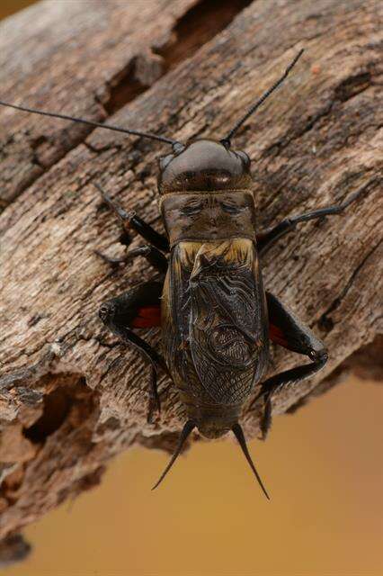 Image of Field Crickets