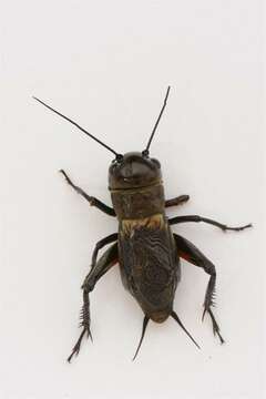 Image of Field Crickets