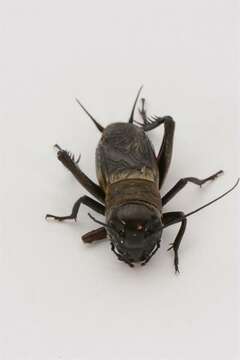 Image of Field Crickets