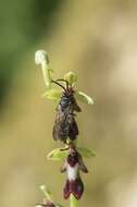 Imagem de Argogorytes Ashmead 1899