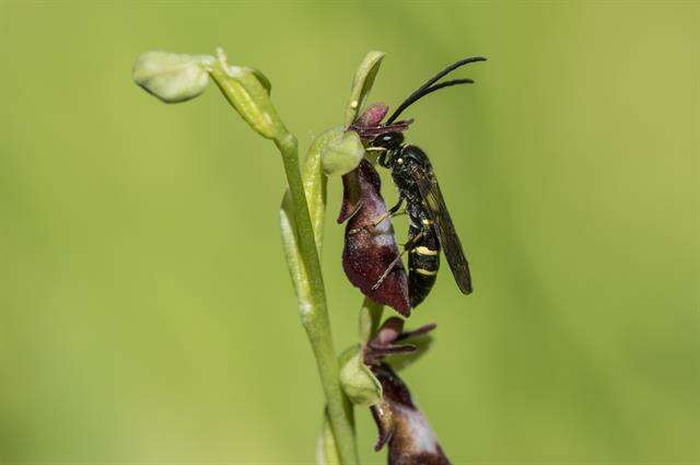 Imagem de Argogorytes Ashmead 1899