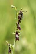 Imagem de Argogorytes Ashmead 1899