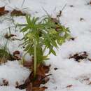 Image of Green Hellebore