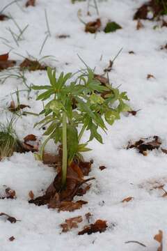 Image of Hellebore