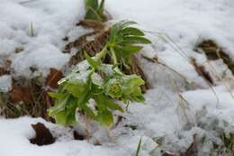 Image of Hellebore