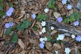 Image of hepatica