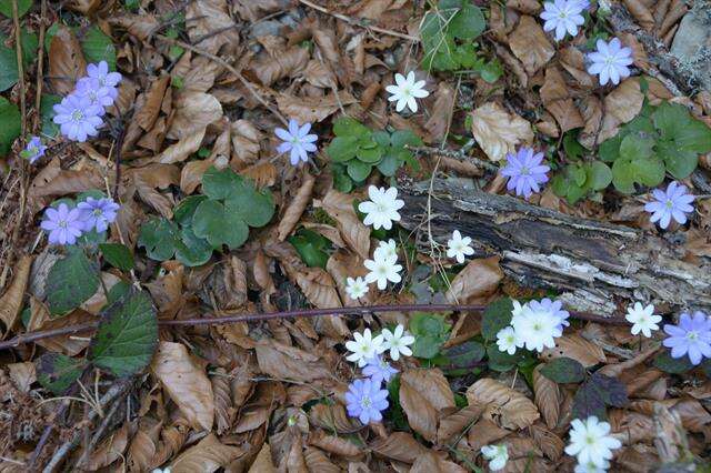 Image of hepatica