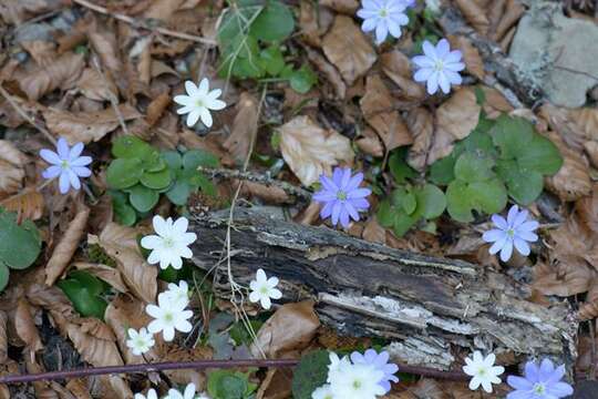 Слика од Hepatica