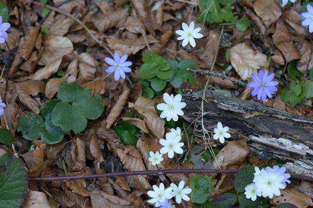 Image of hepatica