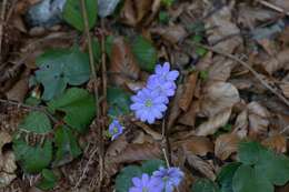 Image of hepatica