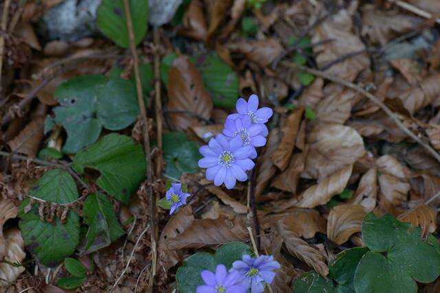 Слика од Hepatica