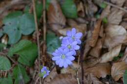 Image of hepatica