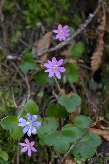 Image of hepatica