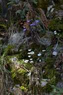 Plancia ëd Hepatica