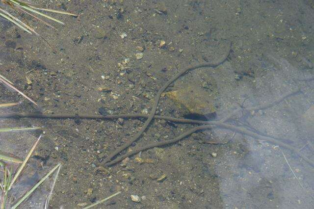 Image of Nile Valley Toad