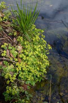 Image of golden saxifrage