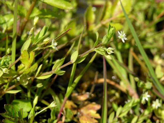 Image of Bog Chickweed