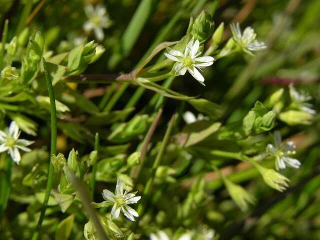 Image of Bog Chickweed