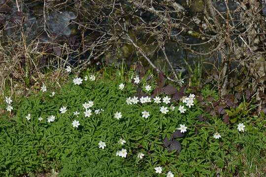 Image of anemone