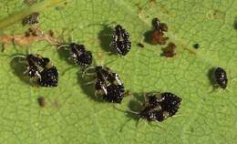 Image of Oak Lace Bug