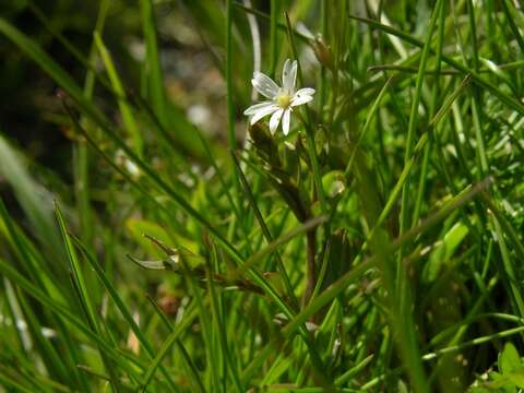 Sivun Stellaria kuva