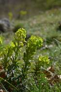 Image of Wood Spurge