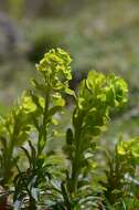 Image of Wood Spurge