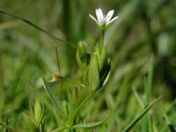 Sivun Stellaria kuva