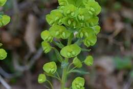 Image of Wood Spurge