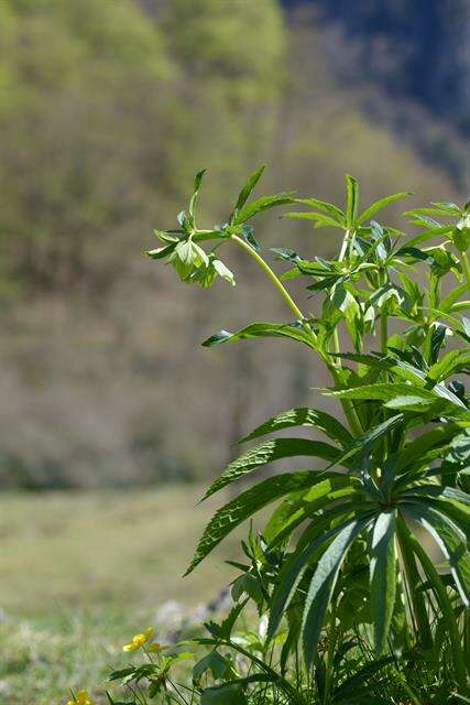 Image of Hellebore