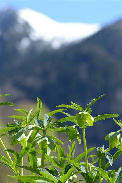 Image of Hellebore