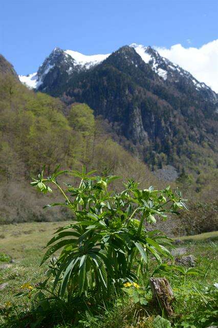 Image of Hellebore