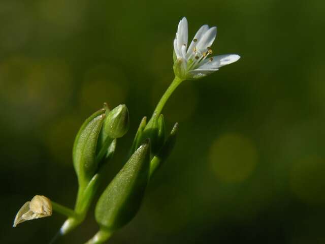 Sivun Stellaria kuva