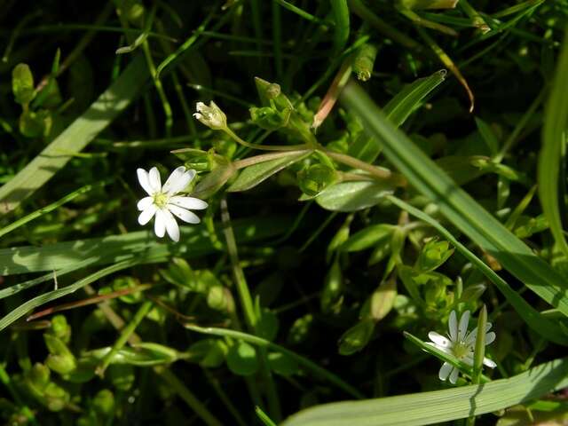 Sivun Stellaria kuva