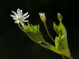 Sivun Stellaria kuva