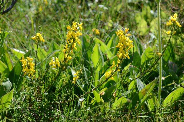 Image of broom