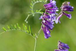 Image of winter vetch