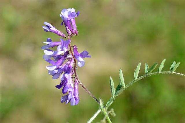 Image of winter vetch