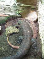 Image of Red Tegu