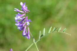 Image of winter vetch