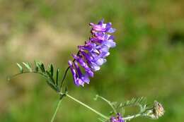 Image of winter vetch