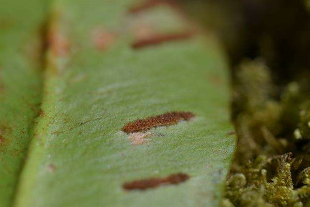 Слика од Asplenium