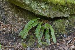 Image of spleenwort