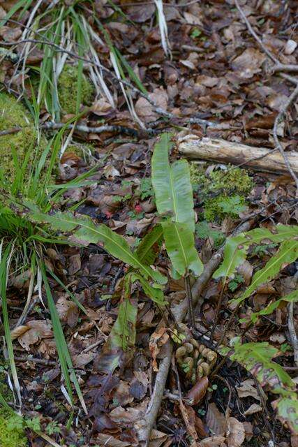 Слика од Asplenium