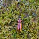 Слика од Carabus (Chrysocarabus) splendens G. A. Olivier 1790