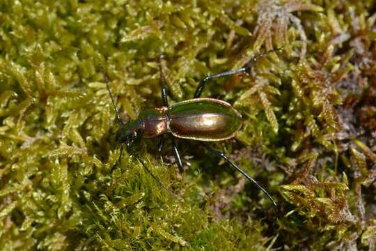 Imagem de Carabus (Chrysocarabus) splendens G. A. Olivier 1790